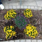 DanSpremebeRoze Koper 4