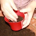 SajenjeBozicnegaZita Muretinci (3)