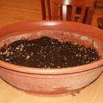 SajenjeBozicnegaZita Muretinci (8)