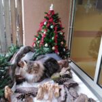 BozicneJasli Kidricevo (7)