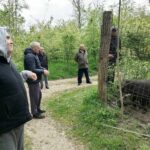 Pet starejših moških stoji na cesti v naravi in opazuje prašiča za ograjo.