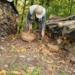 Starejši moški z naglavno kapo in pleteno košaro nabira kostanj v gozdu. Sklanja se nad tla, medtem ko ga obdaja narava, poleg njega so naložena drva. Vzdušje je jesensko in tiho.