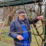 Starejši gospod obrezuje vinsko trto na vrtu. Oblečen je v modro delovno obleko in temno jakno ter nosi kapo. V eni roki drži rdeče vrtnarske škarje, v ozadju pa je videti ograjo, drevesa in parkirano vozilo.