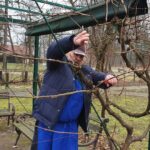 Gospod nadaljuje z obrezovanjem trte, upognjen in osredotočen na delo. Njegova roka je razširjena navzgor proti veji, medtem ko drugo vejo reže. Okolje prikazuje zimski vrt s trto, klopjo in golimi drevesi.