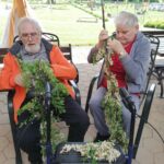 Dva starejša moška sedita zunaj z vejami cvetoče akacije. Eden uporablja hojco kot podporo za odlaganje obranih cvetov.