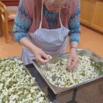 Starejša gospa z belo sivo pričesko in predpasnikom obdeluje sveže akacijeve cvetove, ki so razporejeni po kovinskih pladnjih. Stoji ob mizi v notranjem prostoru.