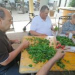 Tri osebe sedijo za leseno mizo na prostem in smukajo liste melise. Na mizi so razporejene škatle in sveže nabrana zelišča.