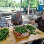 Trije moški sedijo za leseno mizo na dvorišču doma starejših in skrbno ločujejo liste melise od stebel.