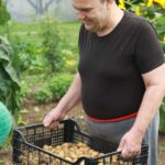 Moški v črni majici drži plastično gajbico, polno sveže izkopanega krompirja, medtem ko stoji na vrtu.