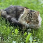 Dolgodlaka sivo-rjava mačka leži na travi in mirno gleda proti fotoaparatu.