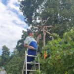 Na sliki moški v modrih delovnih hlačah stoji na lestvi ob vinogradu in popravlja lesen klopotec. V ozadju je viden še en stanovalec doma, medtem ko je okolica zelena in obdana z drevesi.