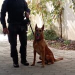 Policist stoji ob psu službenem spremljevalcu na dvorišču doma, pes mirno sedi ob njem.