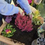 Osebe z rokavicami sadijo pisano jesensko cvetje v cvetlično korito.