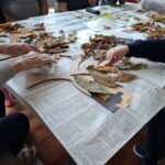 Otroške in odrasle roke lepijo suho listje na papirnato drevo pri ustvarjalni delavnici.