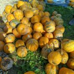 Velika kopica oranžnih in zeleno-črtastih buč naloženih na travi. Ob strani so razrezane buče, pripravljene za trebljenje.