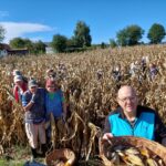 Skupina ljudi med suhim koruznim poljem trga koruzo. V ospredju moški s košaro polno storžev, drugi se smehljajo in pozirajo za fotografijo.