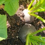 Dve črni redkvi rasteta v zemlji na domačem vrtu.