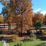 Barvita jesenska drevesa na vrtu doma v sončnem vremenu.