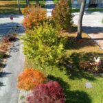 Okrasno grmičevje in drevesa v živahnih jesenskih barvah ob poti pred domom.