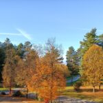 Jesenski pogled na drevesa in okolico doma z živahnimi oranžnimi krošnjami.