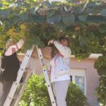 Dve stanovalke na lestvi obirata sadeže kivija na vrtu doma.