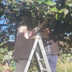 Stanovalca obirata sadeže kivija s pergole na sončen jesenski dan.