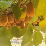 Grozd zrelih kivijev visi med zelenimi listi na domačem vrtu.