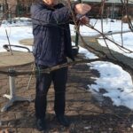 Oseba stoji med trtami in z ročnim orodjem obrezuje veje, v ozadju so sneg in stavba.