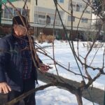 Oseba drži škarje za obrezovanje in reže vejo trte, okoli so gole veje in zasnežena tla.