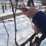 Bližnji posnetek roke, ki s škarjami reže tanko vejo trte na prostem, v ozadju je sneg in ograja.