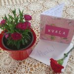 Lončnica z rdečimi cvetovi, voščilnica z napisom »Hvala« in rdeč nagelj ležijo na čipkastem prtu.