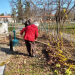 Dve osebi na prostem grabita listje ob grmovju z rumenimi cvetovi.