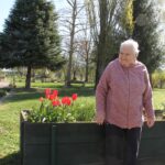 Oseba stoji ob dvignjeni gredi z rdečimi tulipani na travniku v parku.