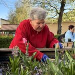 Oseba v rdečem puloverju z rokavicami ureja cvetlični nasad v dvignjeni gredi z rožami.