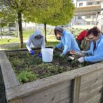 Tri osebe z rokavicami delajo na dvignjeni gredi; odstranjujejo rastline in zemljo, ob njih je vedro in vrtnarsko orodje.
