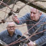 Dva moška obrezujeta trto; eden uporablja škarje, drugi opazuje in pomaga.