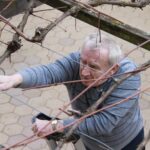 Moški z ročnimi škarjami obrezuje trto in odstranjuje odvečne veje.