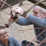 Moški natančno obrezuje debelejši del trte, medtem ko drugi opazuje njegovo delo.