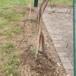 Mlada trta je privezana ob lesen količek na obdelani zemlji.