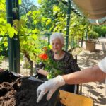 Stanovalka na invalidskem vozičku sedi ob mizi z zemljo in drži pelargonijo, pripravljeno za sajenje v cvetlično korito.