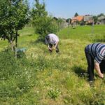 Stanovalci na travniku nabirajo cvetoča zdravilna zelišča v bližini sadnega drevja.