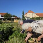 Dve osebi nabirata rastline na vrtu, ena drži košaro.