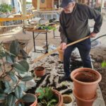 Moški s pomočjo motike razporeja zemljo med cvetličnimi lonci na pokriti terasi.